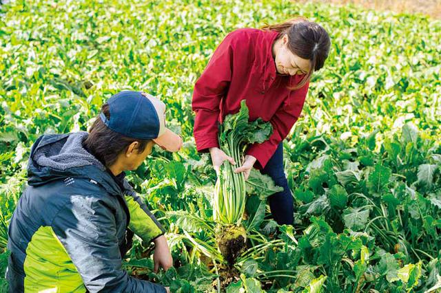 画像: 「意外と力はいらないんですね」。假屋さんの手ほどきを受け、吉田さん初めてのてん菜収穫