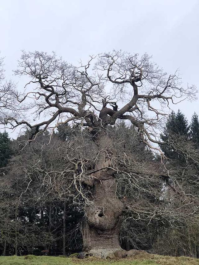 画像: 邸宅の庭には、この地域に昔からあるウィッチウッド森の一部も含まれ、立派な大木がたくさん
