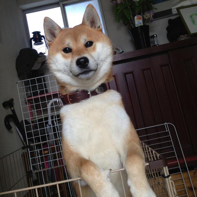 画像2: 犬のチカラになりたい