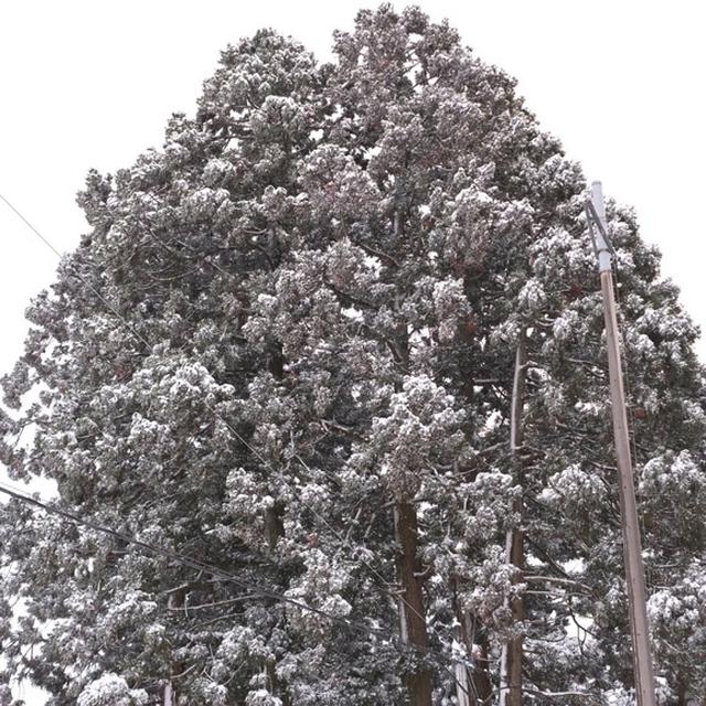 画像: 八幡宮の杉の大木も雪化粧