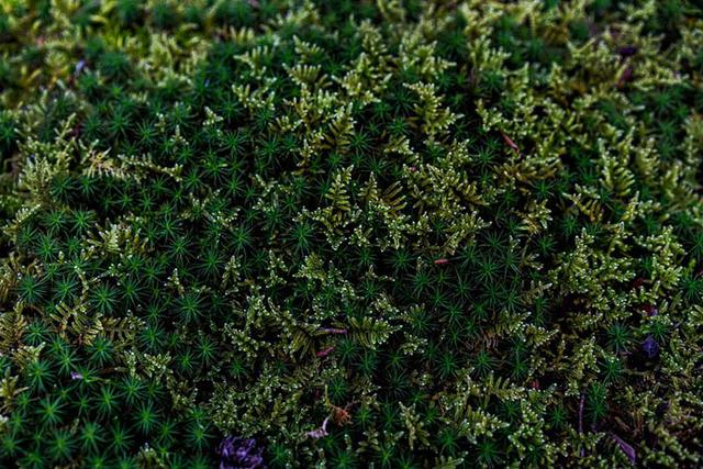 画像: 階段の右側には蘚類が多い気がしました
