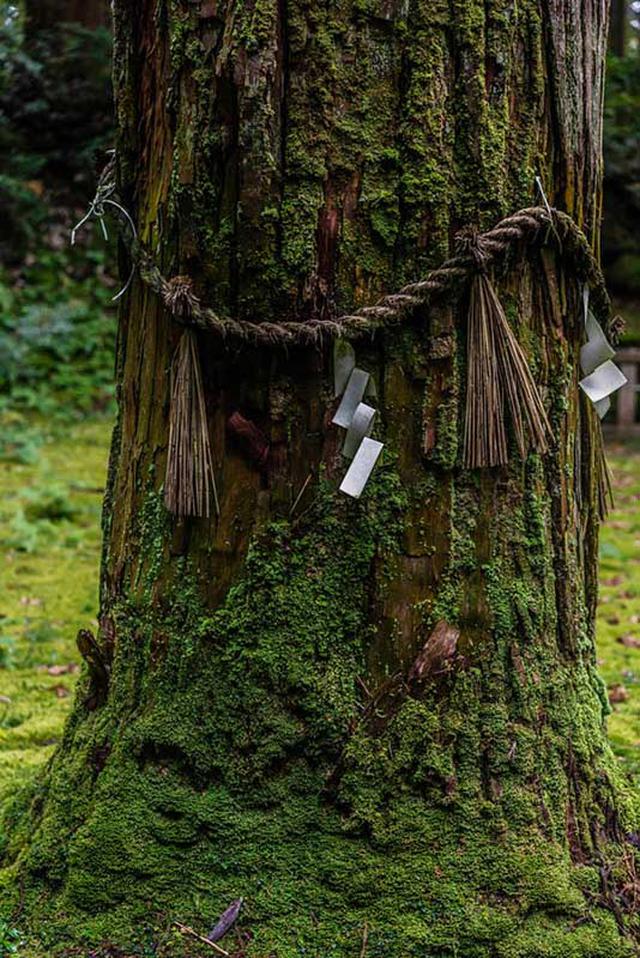 画像: 池のそばにはどっしりとした杉の木。平泉寺白山神社の御神木です