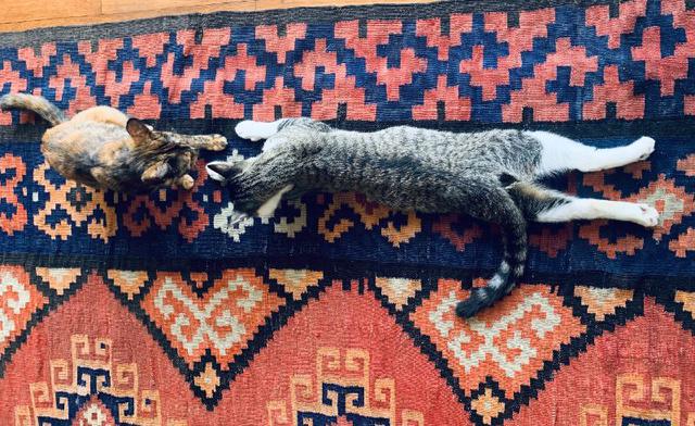 画像1: 我が家の猫は2匹