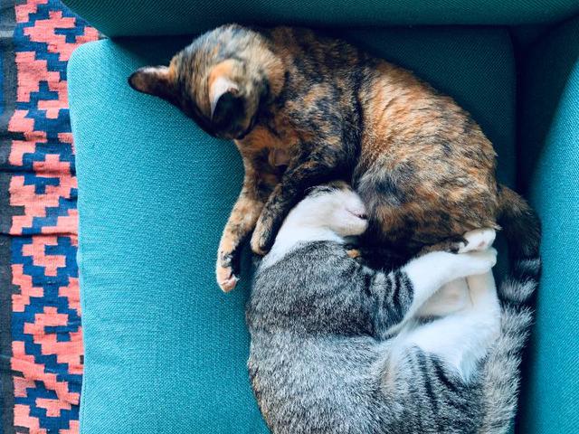 画像: 上のサビ猫がティブ、下のサバトラ猫がネト