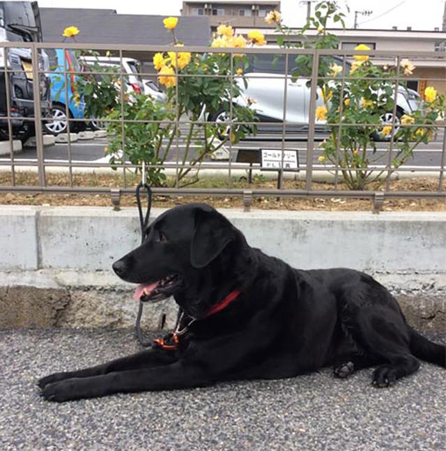 画像: 盲導犬として8年活躍した後に野田さんの家へ。この写真は、野田さん家族と一緒に暮らすようになってまもない頃