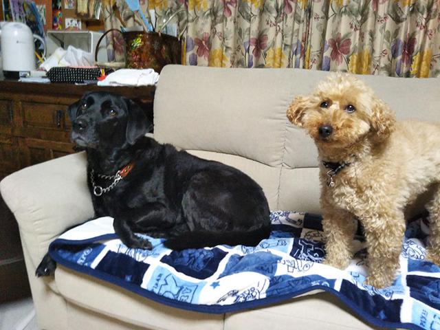 画像: 保護犬のミニチュアプードルとも仲良し