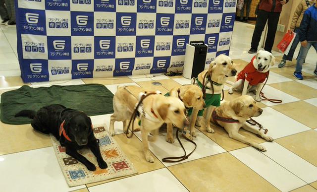 画像: 盲導犬協会で行われた募金活動に参加した時の様子。多くの人の前でも落ち着きがあります