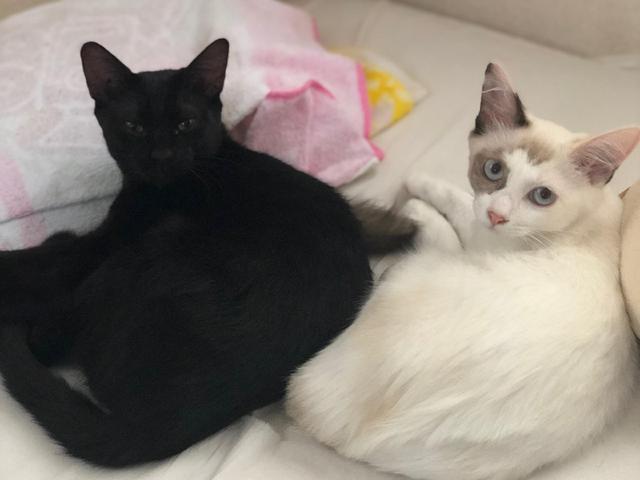 画像5: 猫ちゃんと暮らす