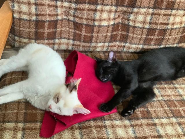画像1: 猫ちゃんと暮らす