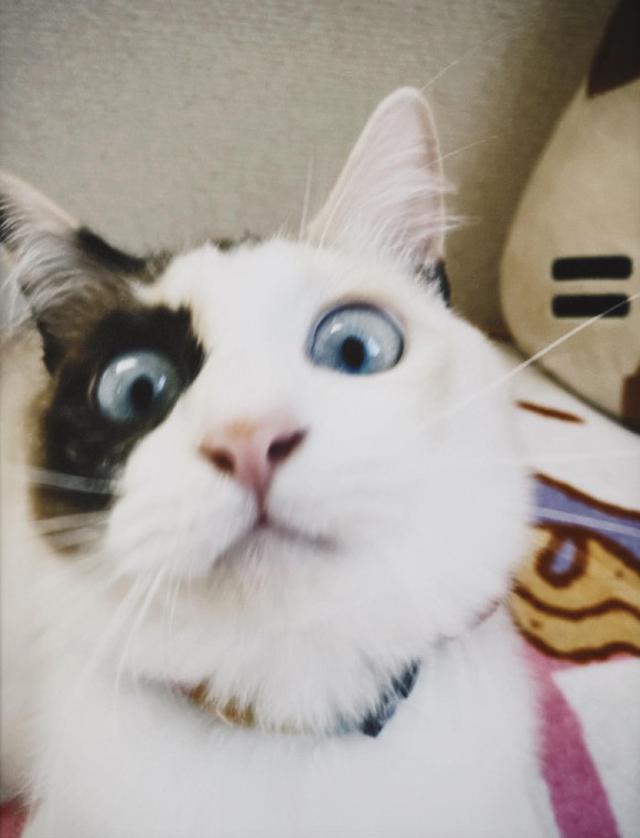 画像4: 猫ちゃんと暮らす