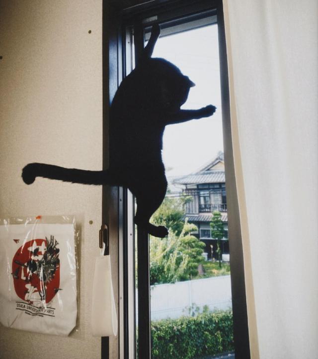 画像3: 猫ちゃんと暮らす