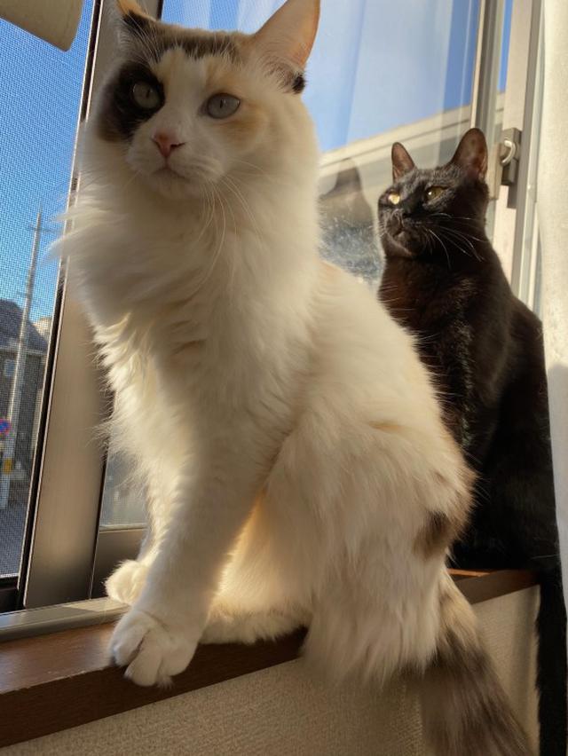 画像7: 猫ちゃんと暮らす