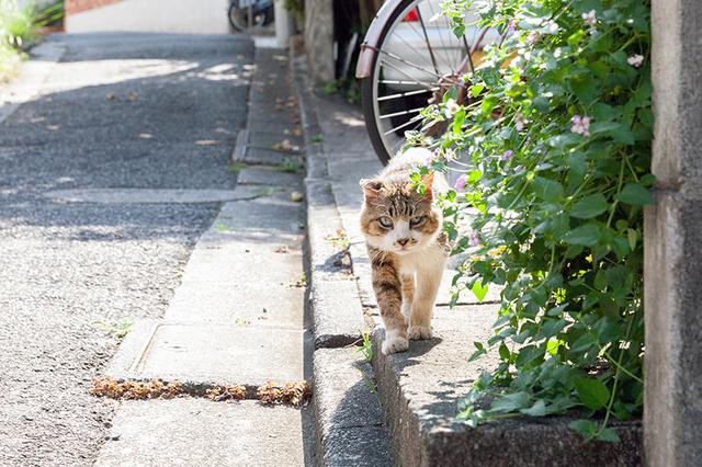 画像5: 猫たちと暮らした古い家の思い出