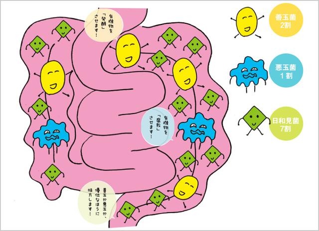 画像: 腸内細菌の状態がよいことが、ひとの健康の要です