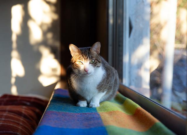 画像3: 猫たちと暮らした古い家の思い出