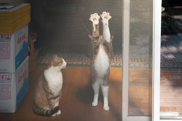 画像1: 猫たちと暮らした古い家の思い出