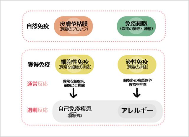 画像: 免疫のカギとなるのは、腸内細菌です
