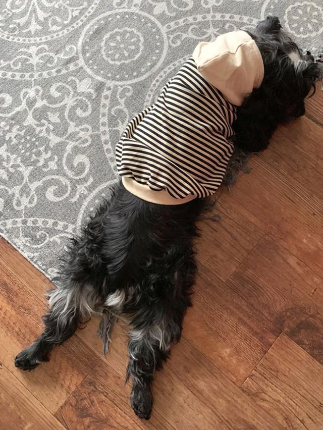 画像1: 保護犬カフェで出会った真っ黒のワンちゃん