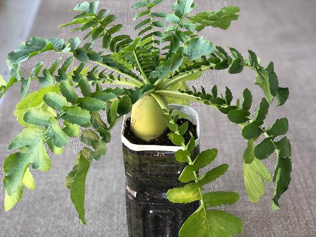 画像1: 花より団子のベランダ菜園