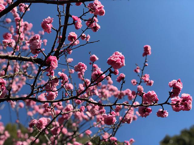 画像1: 春に花を愛でる