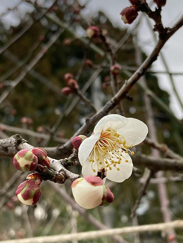 画像: 雪の重さで折れた枝もありましたが、梅の花無事に咲きました。
