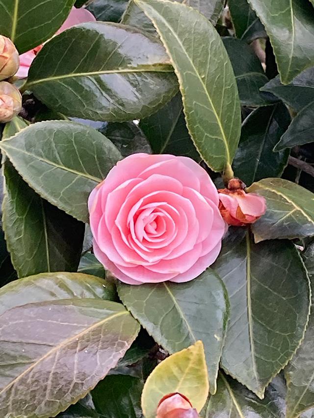 画像: 椿もあちこちで花盛り。