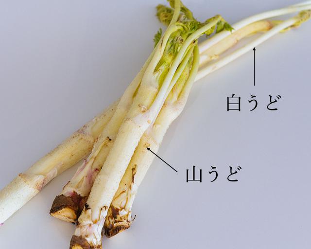 画像: 全体が白い「白うど」と、緑色の「山うど」