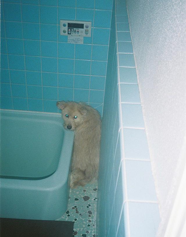画像: 初めてのシャンプーで隙間に逃げ込むアビー
