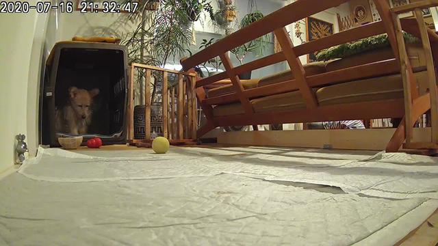 画像: アビー、クレートにひたすら引きこもる