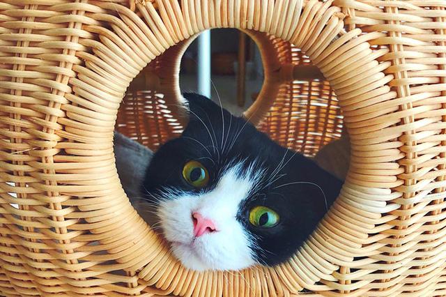 画像: ごんちゃん専用寝床から、こんにちは