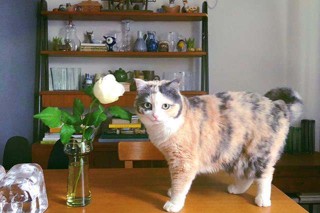 画像: 花より団子とはまだらのこと