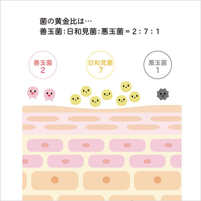 画像: オリゴ糖が美肌菌を黄金比へ導く