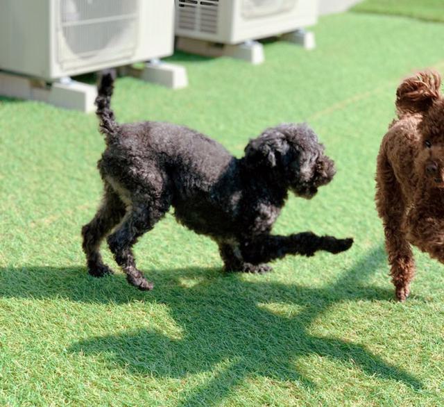 画像1: 「ワンワン」と声に出せなくて