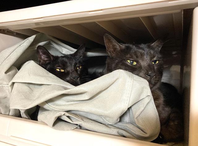 画像: 姉妹猫の煤(スス)と墨(スミ)。引っ越し直後、仮の寝床で2匹くっついていた