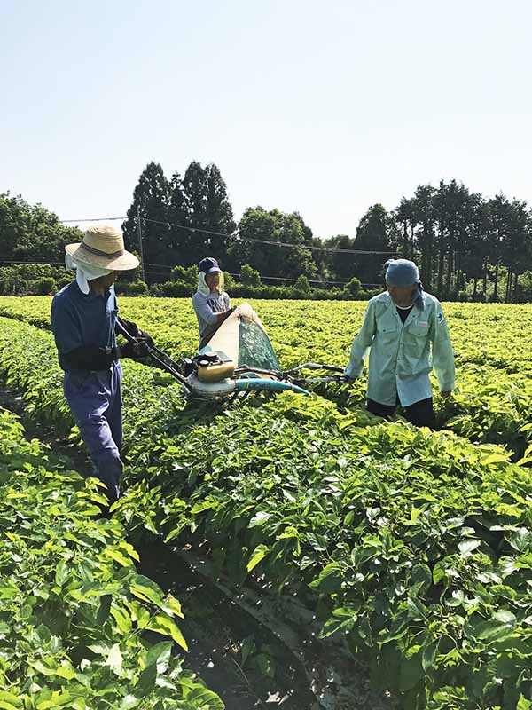 画像: 桑の葉は収穫したその日中に蒸し加工し、飲みやすいように焙煎