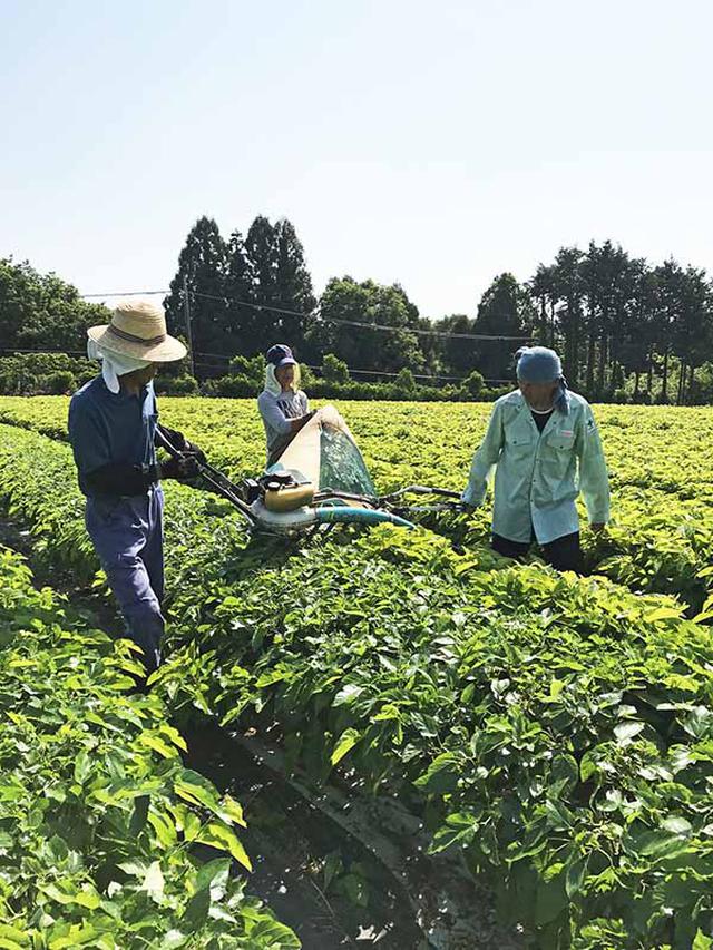 画像: 桑の葉は収穫したその日中に蒸し加工し、飲みやすいように焙煎