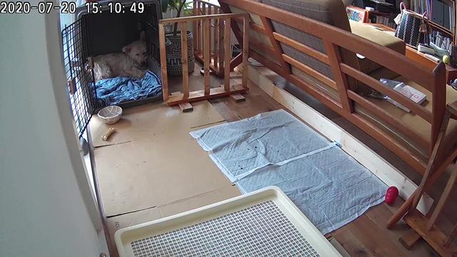 画像: クレートの奥でほとんど動かないアビー