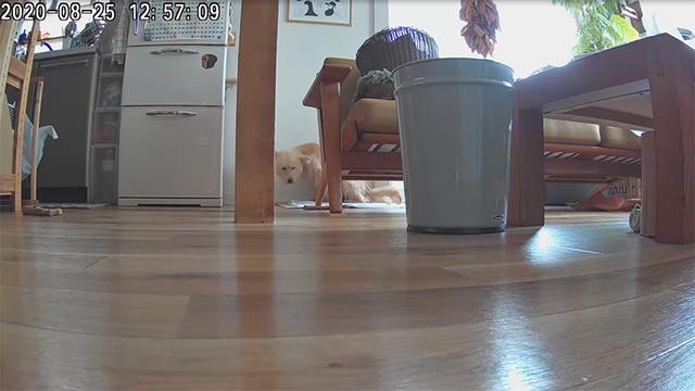 画像: トイレは今でも僕らの前ではできません