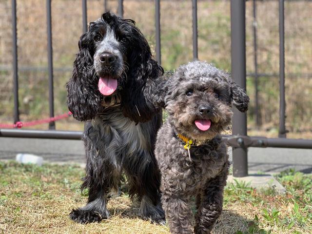 画像1: 2匹の「元保護犬」の共通点