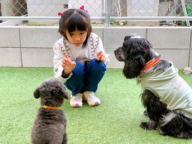 画像: 姪っ子とベルとバディ