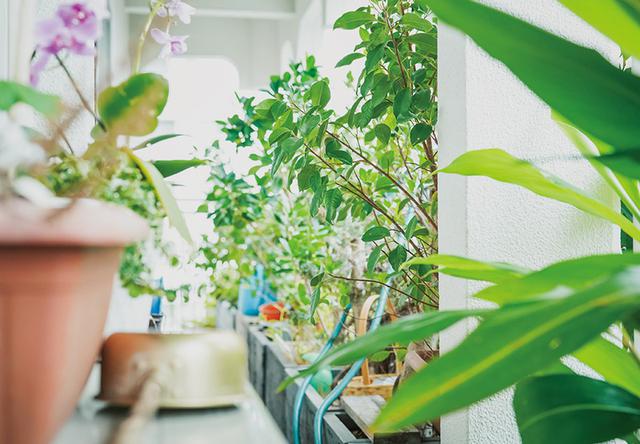 画像: ベランダには土を感じられるよう、草花がたくさん植えられ、緑が美しい