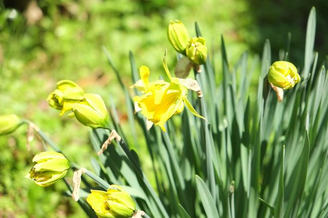 画像: 庭には次々季節の花が