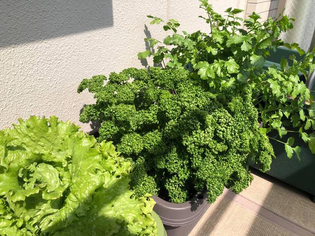 画像1: パセリを大量に食したい