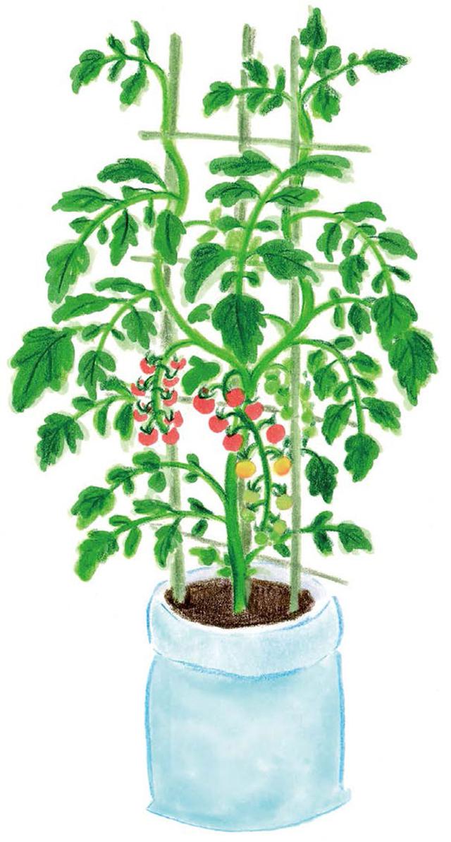 画像: わき芽を取る
