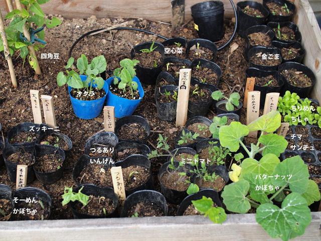 画像: 庭の一角に植えた野菜の苗たち