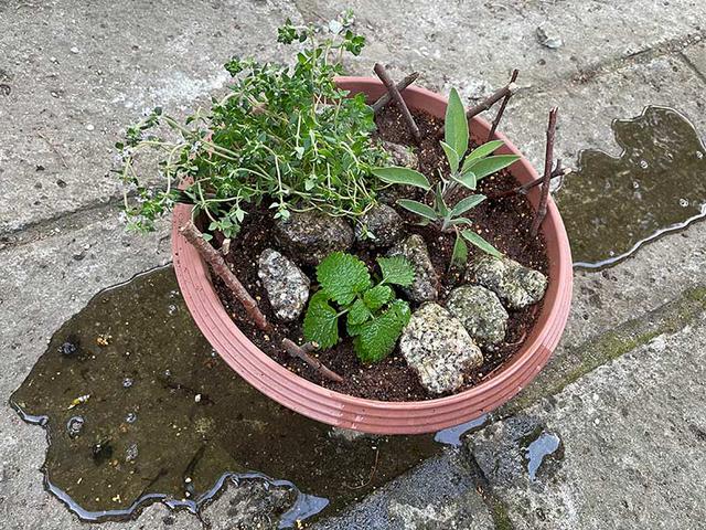 画像: ハーブの水やりのコツ