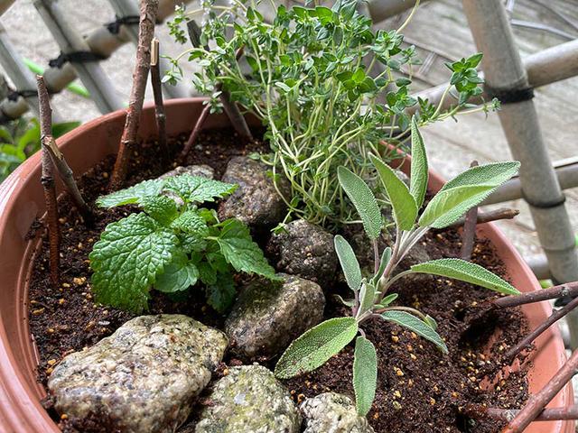 画像: ハーブの寄せ植えの完成!