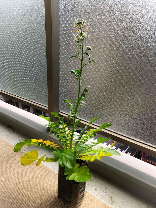 画像: ニョキニョキのびた大根に花が咲きました