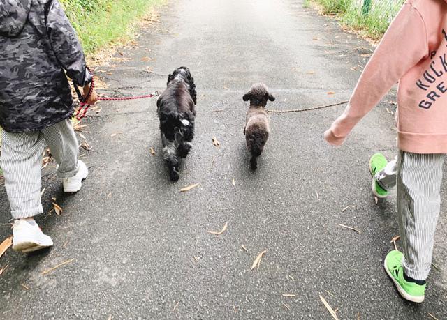 画像1: ときには仲良し犬バディとのお散歩も