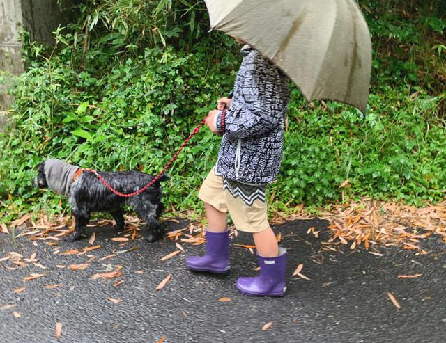 画像2: 雨の日は「散歩に行きたくない」?